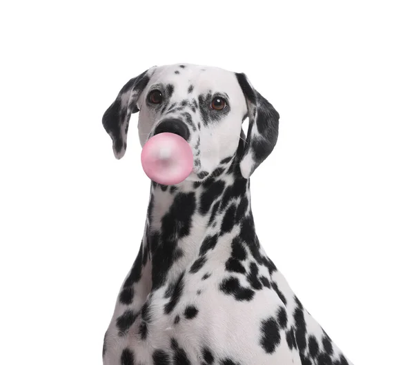 stock image Adorable Dalmatian dog blowing bubble gum on white background