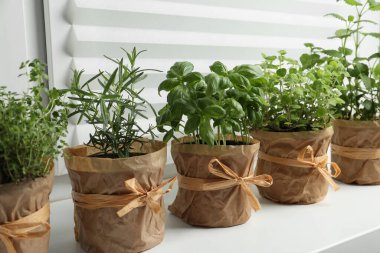 Pencere kenarındaki farklı aromatik saksı bitkileri.