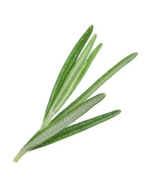 Taze biberiye beyaz izole fışkın