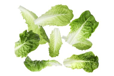 Beyaz arka plana düşen taze marul yaprakları.