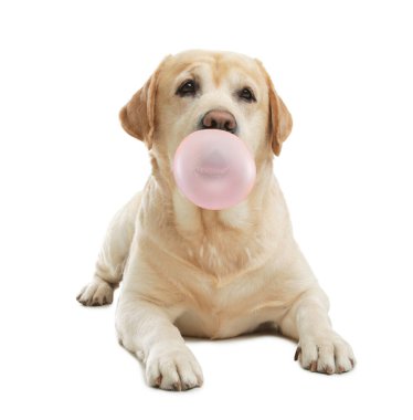 Tatlı Labrador Retriever köpeği beyaz arka planda sakız üflüyor.