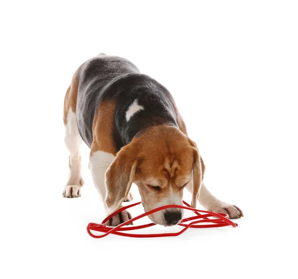 Hravé Beagle Pes Poškozující Elektrický Drát Bílém Pozadí — Stock fotografie