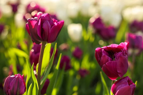 Gyönyörű Színes Tulipánok Nőnek Virágágyás Közelkép — Stock Fotó