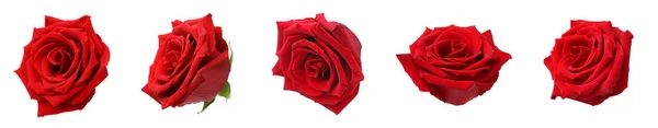 Zestaw Czerwonymi Pączkami Róż Izolowanych Białym — Zdjęcie stockowe