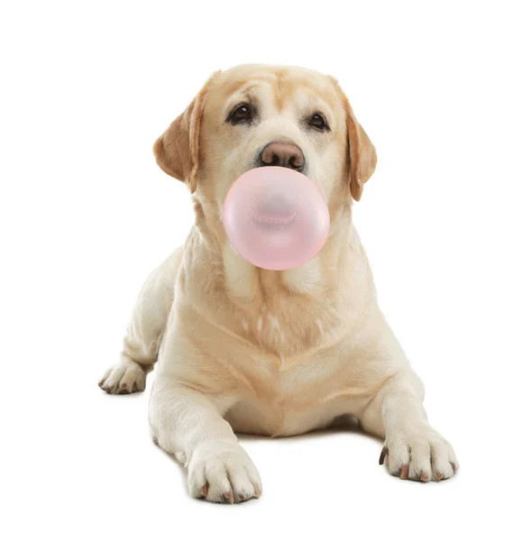 Leuke Labrador Retriever Hond Blazen Kauwgom Witte Achtergrond — Stockfoto