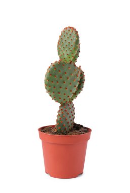 Beyaz tenceredeki güzel yeşil Opuntia kaktüsü.