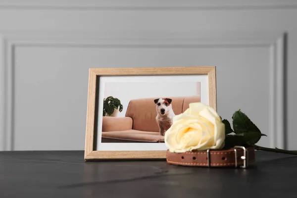 Frame with picture of dog, collar and rose on black table. Pet funeral