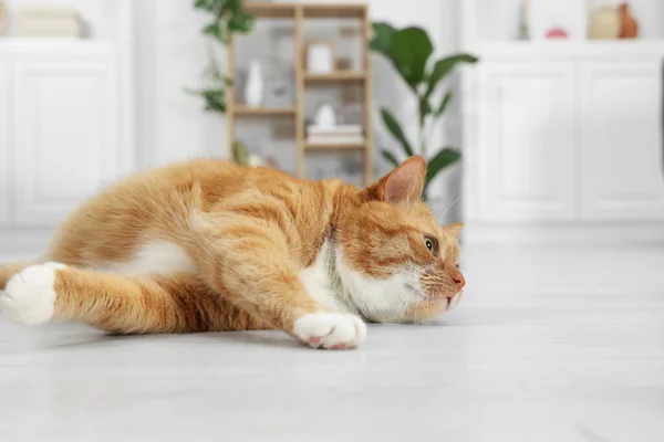Χαριτωμένη Γάτα Τζίντζερ Ξαπλωμένη Στο Πάτωμα Στο Σπίτι — Φωτογραφία Αρχείου