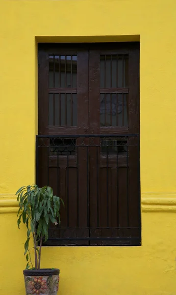 Edifício Amarelo Com Janela Madeira Planta Envasada Livre — Fotografia de Stock