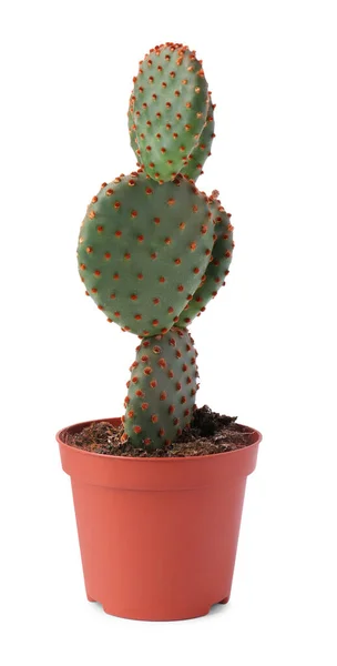 Hermoso Cactus Verde Opuntia Maceta Sobre Fondo Blanco —  Fotos de Stock