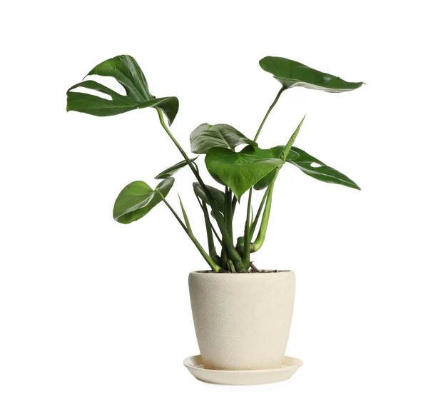 Schöne Monstera Pflanze Topf Auf Weißem Hintergrund Hausdekoration — Stockfoto