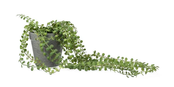 Vacker Konstgjord Växt Blomkruka Isolerad Vit — Stockfoto