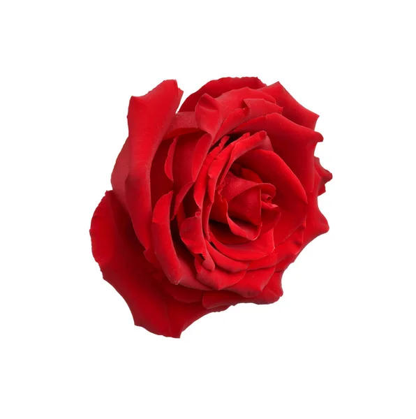 Schöne Frische Rote Rose Isoliert Auf Weiß — Stockfoto