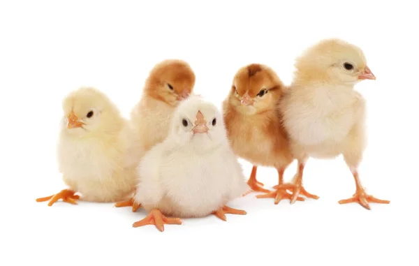 stock image Many cute fluffy chickens on white background