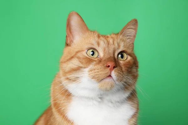 Cute Ginger Cat Green Background Adorable Pet — Stock Photo, Image