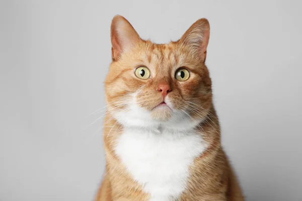 Söt Ingefära Katt Ljusgrå Bakgrund Gulligt Husdjur — Stockfoto