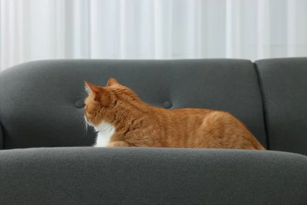 Χαριτωμένο Γάτα Τζίντζερ Ξαπλωμένη Στον Καναπέ Στο Σπίτι — Φωτογραφία Αρχείου