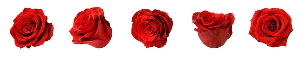 Set Červenými Růžovými Pupeny Izolovanými Bílém — Stock fotografie