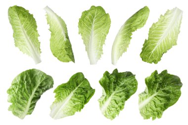 Beyaz arka planda taze marul yaprakları, farklı manzaralar.