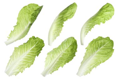 Beyaz arka planda taze marul yaprakları, farklı manzaralar.