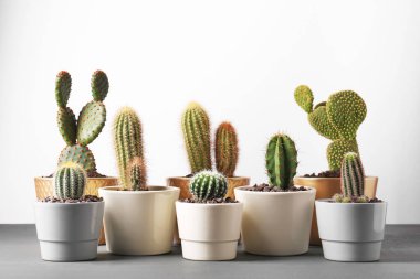 Gri ahşap masadaki farklı kaktüsler.