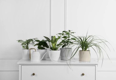 Beyaz duvarın yanındaki çekmecelerde saksıda bir sürü farklı ev bitkisi var.