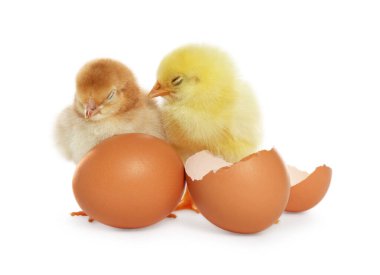 İki tatlı piliç, yumurta ve beyaz arka planda kabuk parçaları. Yavru hayvanlar