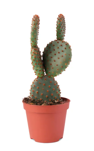 Schöner Grüner Opuntia Kaktus Topf Auf Weißem Hintergrund — Stockfoto