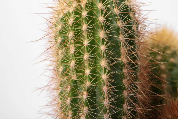 Hermoso Cactus Verde Sobre Fondo Blanco Primer Plano Planta Tropical — Foto de Stock