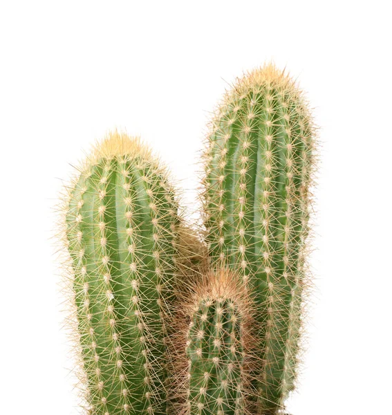 Piękny Zielony Kaktus Izolowany Białym Roślina Tropikalna — Zdjęcie stockowe