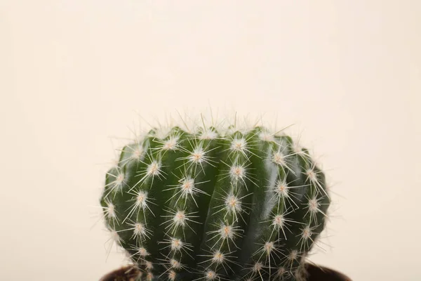 Schöner Grüner Kaktus Auf Weißem Hintergrund Nahaufnahme Tropische Pflanze — Stockfoto