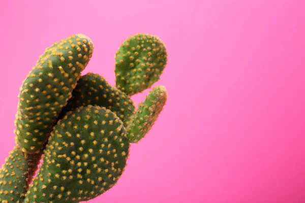 Beau Cactus Vert Opuntia Sur Fond Rose Espace Pour Texte — Photo