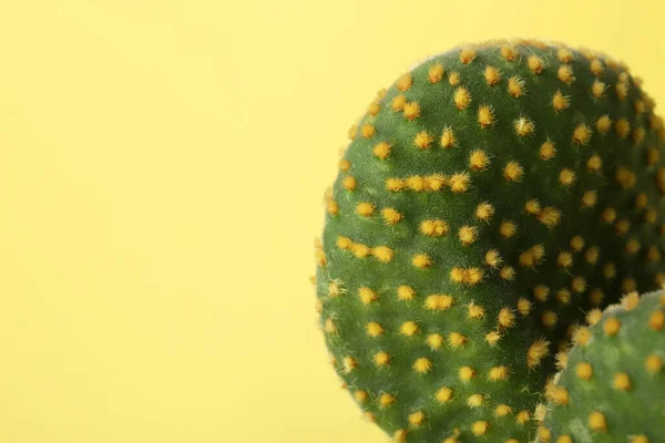 Schöner Grüner Opuntia Kaktus Auf Gelbem Hintergrund Nahaufnahme Raum Für — Stockfoto