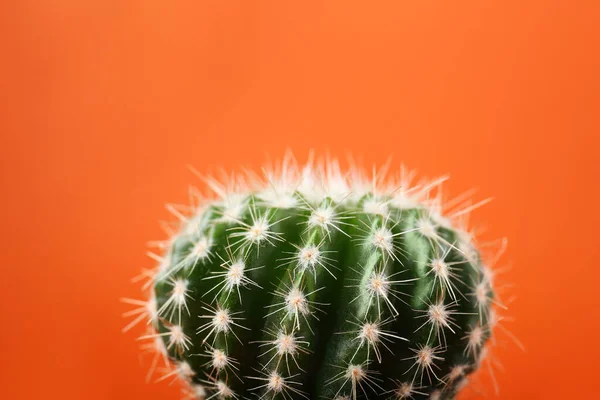 Όμορφος Πράσινος Κάκτος Πορτοκαλί Φόντο Κοντινό Πλάνο Τροπικό Φυτό — Φωτογραφία Αρχείου
