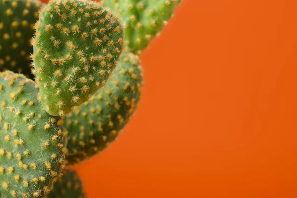 Piękny Zielony Kaktus Opuntia Pomarańczowym Tle Zbliżenie Miejsce Tekst — Zdjęcie stockowe