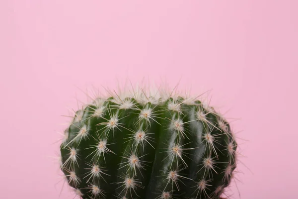 ピンクの背景に美しい緑のサボテン クローズアップ 熱帯植物 — ストック写真
