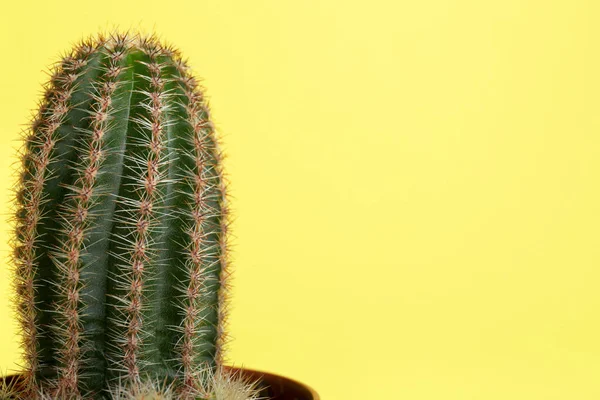 Piękny Zielony Kaktus Żółtym Tle Zbliżenie Miejsca Tekst Roślina Tropikalna — Zdjęcie stockowe