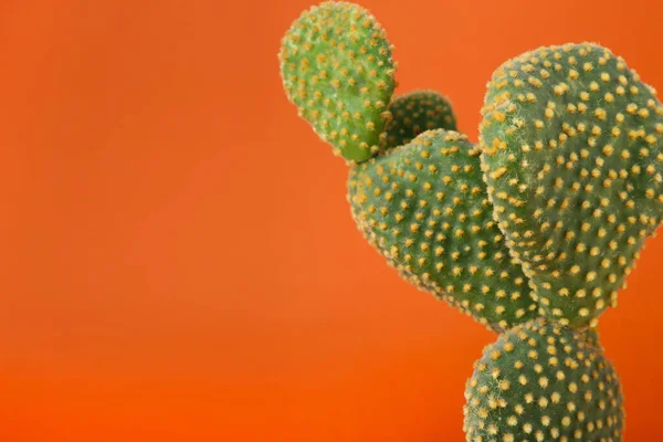 Beau Cactus Vert Opuntia Sur Fond Orange Espace Pour Texte — Photo