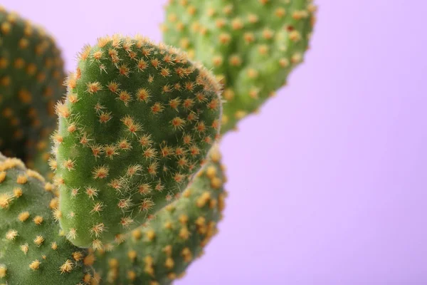 Schöner Grüner Opuntia Kaktus Auf Violettem Hintergrund Nahaufnahme Raum Für — Stockfoto