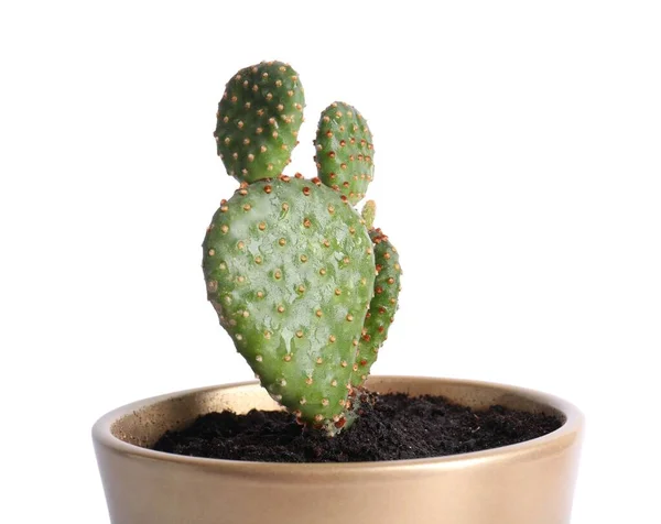 Hermoso Cactus Exótico Verde Maceta Aislado Blanco —  Fotos de Stock