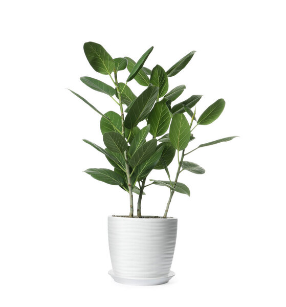 Beautiful ficus plant in pot on white background. House decor