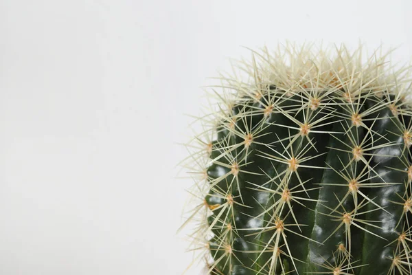Szoros Kilátás Gyönyörű Kaktusz Fehér Háttér Hely Szöveg Lakberendezés — Stock Fotó