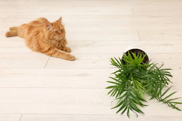 Lindo Gato Cerca Volcado Planta Interior Casa — Foto de Stock