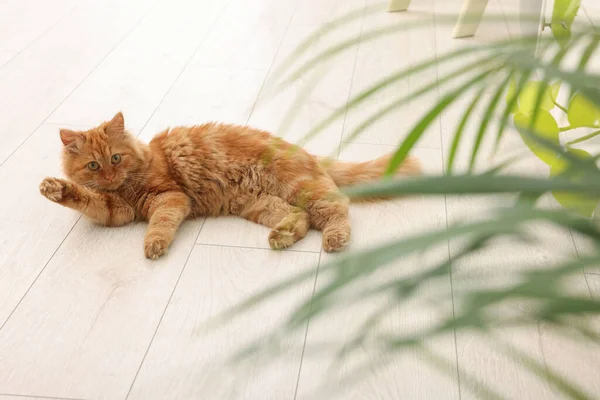 Αξιολάτρευτη Κόκκινη Γάτα Κοντά Στο Πράσινο Φυτό Στο Πάτωμα Στο — Φωτογραφία Αρχείου