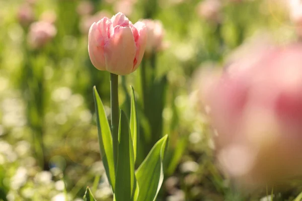 Красивые Розовые Тюльпаны Растут Открытом Воздухе Солнечный День Крупным Планом — стоковое фото