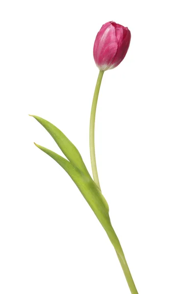 Vacker Rosa Tulpan Blomma Isolerad Vit — Stockfoto