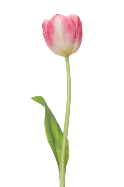 Hermosa Flor Tulipán Rosa Aislada Blanco — Foto de Stock