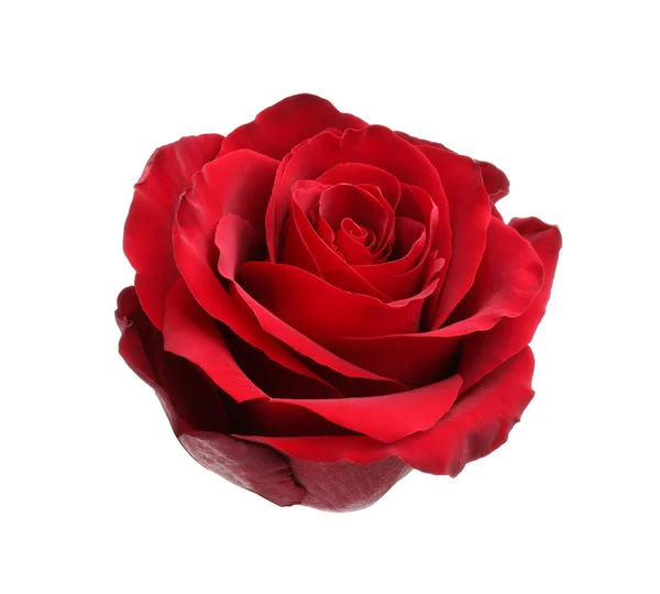 Belle Rose Rouge Fraîche Isolée Sur Blanc — Photo