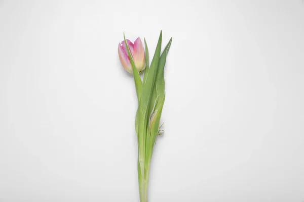 Jeden Różowy Tulipan Białym Tle Widok Góry — Zdjęcie stockowe