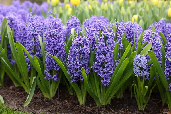 stock image Beautiful blue hyacinth flowers growing outdoors, closeup